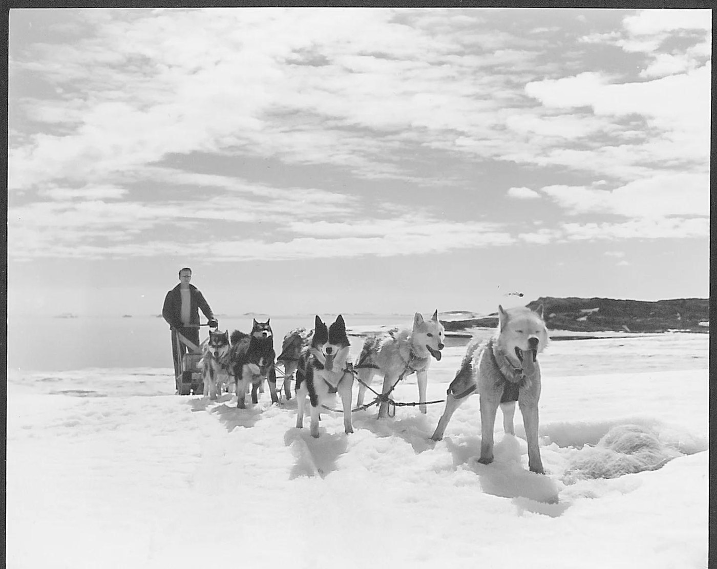 Black-and-white photo of the 1958 Antarctic expedition sled dog team