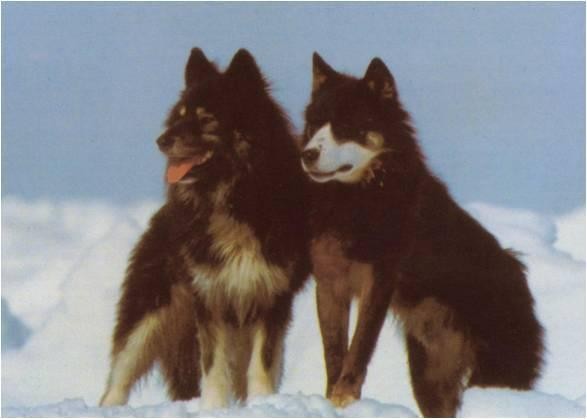 Taro and Jiro, the two Sakhalin Huskies found alive, standing in the snow